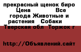 прекрасный щенок биро › Цена ­ 20 000 - Все города Животные и растения » Собаки   . Тверская обл.,Торжок г.